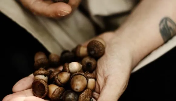 ‘Great oaks from little acorns grow’ – how ICAT is partnering with developing countries to sow the seeds for transformational change