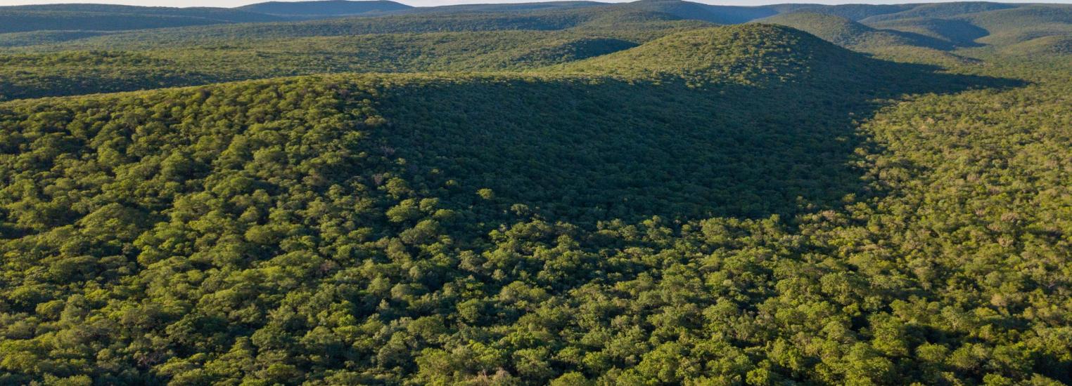 Measuring the impact of Paraguay’s forest policies