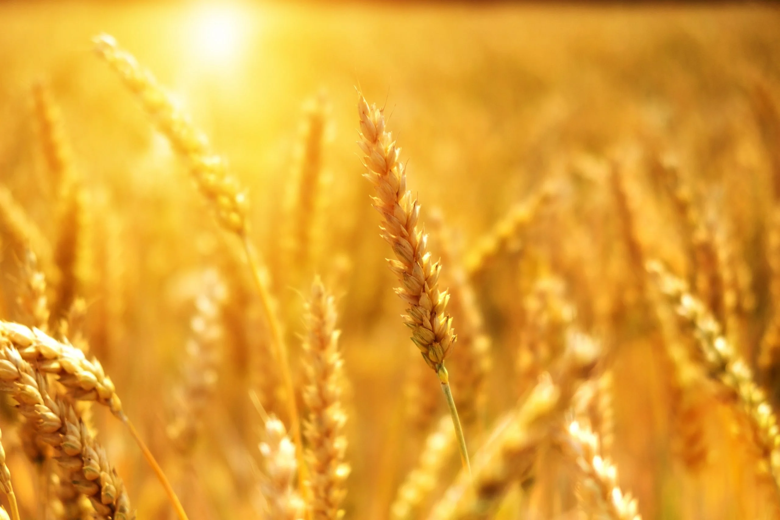 Agriculture Methodology