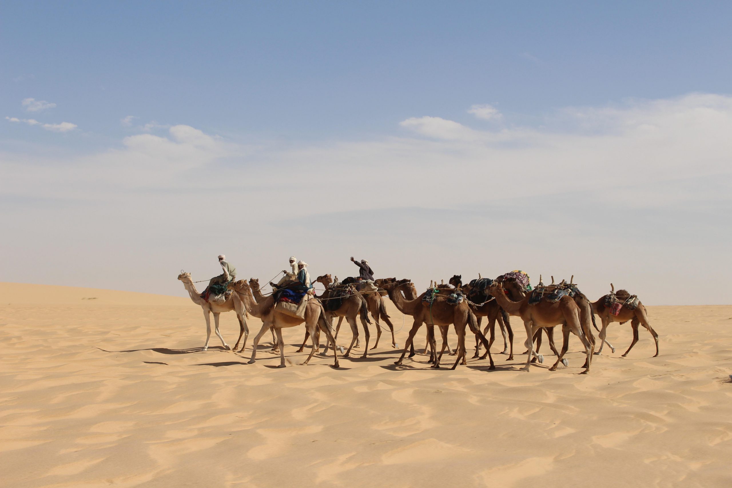 Караван сегодня. Африка сахара верблюд. Верблюд Караван пустыни. Караван с верблюдами в пустыне. Верблюд в сахаре.