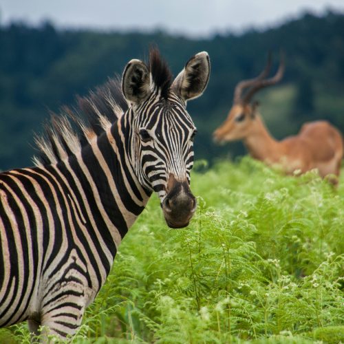 Driving Eswatini’s bioenergy policy to advance climate and development objectives