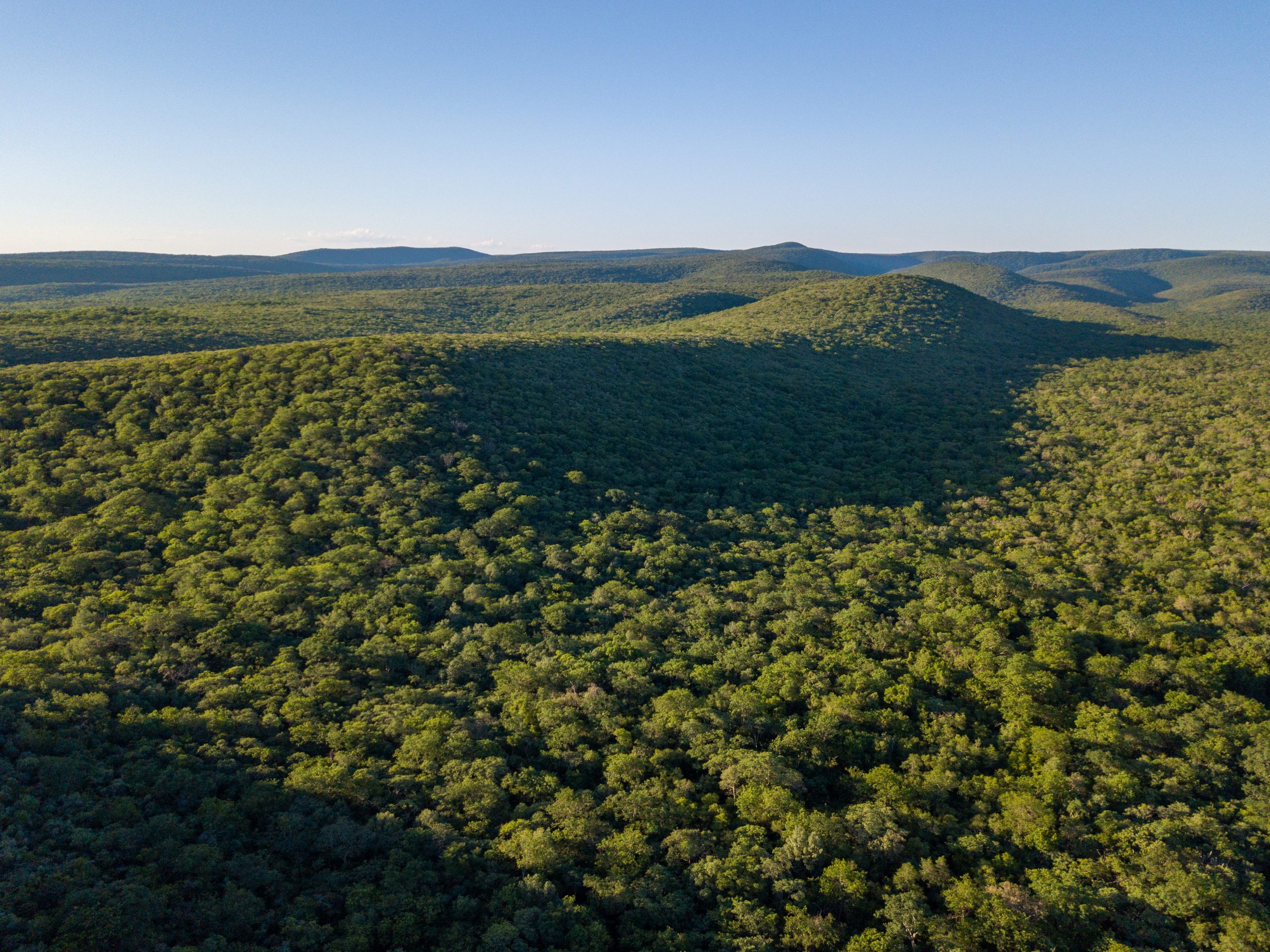 Paraguay forest cover
